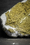 22096 - Beautiful 3.69 Inch Pyrite Crystals on Calcite from El Hammam Mine - Morocco