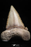 05179 - Nicely Serrated 1.36 Inch Palaeocarcharodon orientalis (Pygmy white Shark) Tooth
