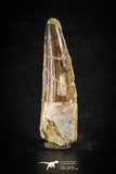 88624 - Top Beautiful Red 2.89 Inch Spinosaurus Dinosaur Tooth Cretaceous