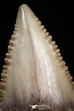 05179 - Nicely Serrated 1.36 Inch Palaeocarcharodon orientalis (Pygmy white Shark) Tooth