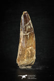 88625 - Top Beautiful Red 2.72 Inch Spinosaurus Dinosaur Tooth Cretaceous