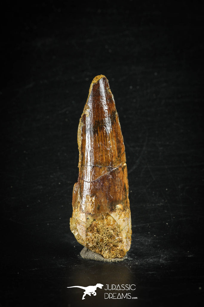 88626 - Top Beautiful Red 2.36 Inch Spinosaurus Dinosaur Tooth Cretaceous