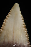 05179 - Nicely Serrated 1.36 Inch Palaeocarcharodon orientalis (Pygmy white Shark) Tooth