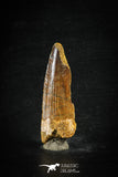 88626 - Top Beautiful Red 2.36 Inch Spinosaurus Dinosaur Tooth Cretaceous
