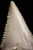 05180 - Strongly Serrated 1.46 Inch Palaeocarcharodon orientalis (Pygmy white Shark) Tooth