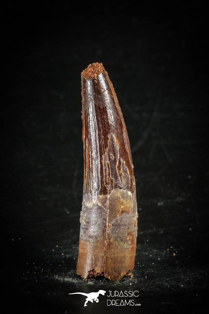 88629 - Top Beautiful Juvenile 1.84 Inch Spinosaurus Dinosaur Tooth Cretaceous