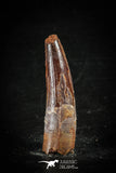 88629 - Top Beautiful Juvenile 1.84 Inch Spinosaurus Dinosaur Tooth Cretaceous