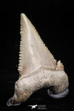 05180 - Strongly Serrated 1.46 Inch Palaeocarcharodon orientalis (Pygmy white Shark) Tooth