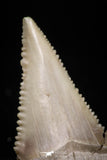 05180 - Strongly Serrated 1.46 Inch Palaeocarcharodon orientalis (Pygmy white Shark) Tooth