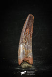 88629 - Top Beautiful Juvenile 1.84 Inch Spinosaurus Dinosaur Tooth Cretaceous
