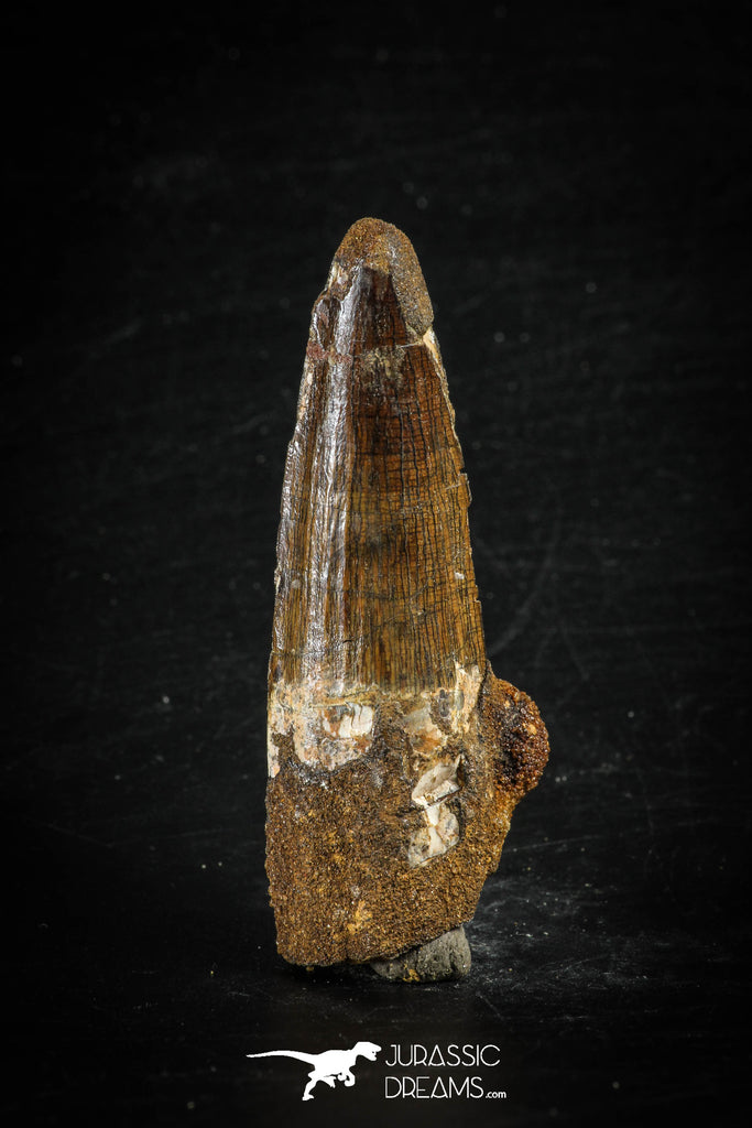 88632 - Top Beautiful Red 2.65 Inch Spinosaurus Dinosaur Tooth Cretaceous