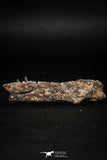 05182 - Top Rare 2.29 Inch Aidachar pankowskii Predatory Cretaceous Fish Dentary Bone KemKem Beds