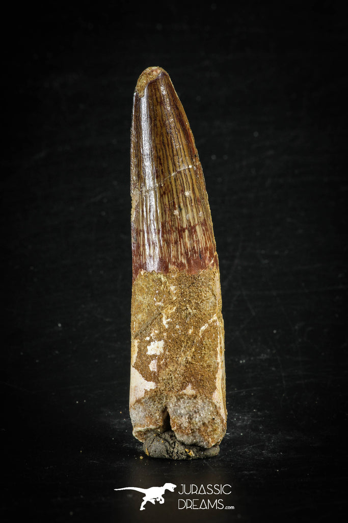 88633 - Top Beautiful Red 2.84 Inch Spinosaurus Dinosaur Tooth Cretaceous