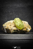 22100 - Lustrous Yellow Green Apatite Crystals on Brecciated Matrix - Imilchil (Morocco)