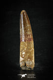 88633 - Top Beautiful Red 2.84 Inch Spinosaurus Dinosaur Tooth Cretaceous