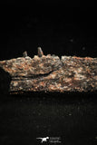 05182 - Top Rare 2.29 Inch Aidachar pankowskii Predatory Cretaceous Fish Dentary Bone KemKem Beds