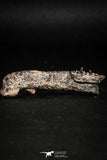 05182 - Top Rare 2.29 Inch Aidachar pankowskii Predatory Cretaceous Fish Dentary Bone KemKem Beds