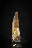 88635 - Top Beautiful Red 2.43 Inch Spinosaurus Dinosaur Tooth Cretaceous