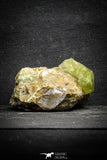 22100 - Lustrous Yellow Green Apatite Crystals on Brecciated Matrix - Imilchil (Morocco)