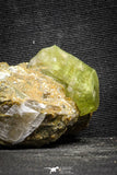 22100 - Lustrous Yellow Green Apatite Crystals on Brecciated Matrix - Imilchil (Morocco)