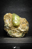 22100 - Lustrous Yellow Green Apatite Crystals on Brecciated Matrix - Imilchil (Morocco)