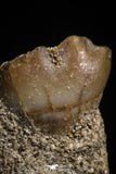 05184 - Top Rare 0.88 Inch Stephanodus Partial Dentary Bone Late Cretaceous