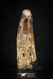 88638 - Top Beautiful Red 2.94 Inch Spinosaurus Dinosaur Tooth Cretaceous