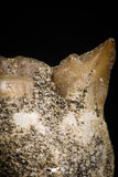 05184 - Top Rare 0.88 Inch Stephanodus Partial Dentary Bone Late Cretaceous