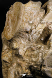 05190 - Superb Association 3 Elasmosaurus (Zarafasaura oceanis) Vertebrae Bones