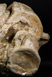 05190 - Superb Association 3 Elasmosaurus (Zarafasaura oceanis) Vertebrae Bones