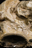 05190 - Superb Association 3 Elasmosaurus (Zarafasaura oceanis) Vertebrae Bones