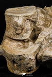 05190 - Superb Association 3 Elasmosaurus (Zarafasaura oceanis) Vertebrae Bones