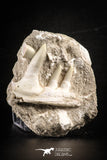 88655 - Top Rare 3.13 Inch Enchodus libycus Partial Jaw Bone