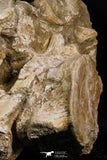 05190 - Superb Association 3 Elasmosaurus (Zarafasaura oceanis) Vertebrae Bones