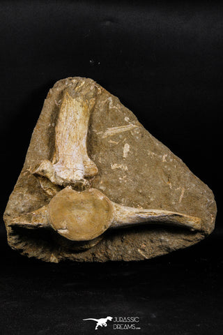 05191 - Museum Grade Huge Elasmosaurus (Zarafasaura oceanis) Vertebrae Bone in Natural Matrix