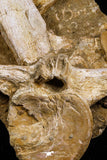 05192 - Museum Grade Huge Elasmosaurus (Zarafasaura oceanis) Vertebrae Bone in Natural Matrix
