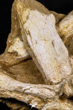05192 - Museum Grade Huge Elasmosaurus (Zarafasaura oceanis) Vertebrae Bone in Natural Matrix