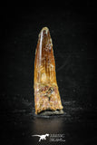 88660 - Top Beautiful 2.08 Inch Spinosaurus Dinosaur Tooth Cretaceous