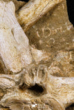 05192 - Museum Grade Huge Elasmosaurus (Zarafasaura oceanis) Vertebrae Bone in Natural Matrix