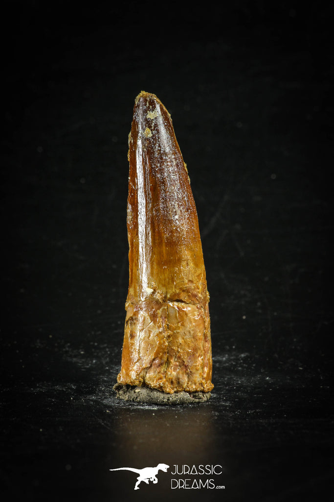 88660 - Top Beautiful 2.08 Inch Spinosaurus Dinosaur Tooth Cretaceous