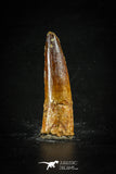 88660 - Top Beautiful 2.08 Inch Spinosaurus Dinosaur Tooth Cretaceous