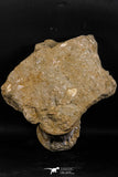 05192 - Museum Grade Huge Elasmosaurus (Zarafasaura oceanis) Vertebrae Bone in Natural Matrix