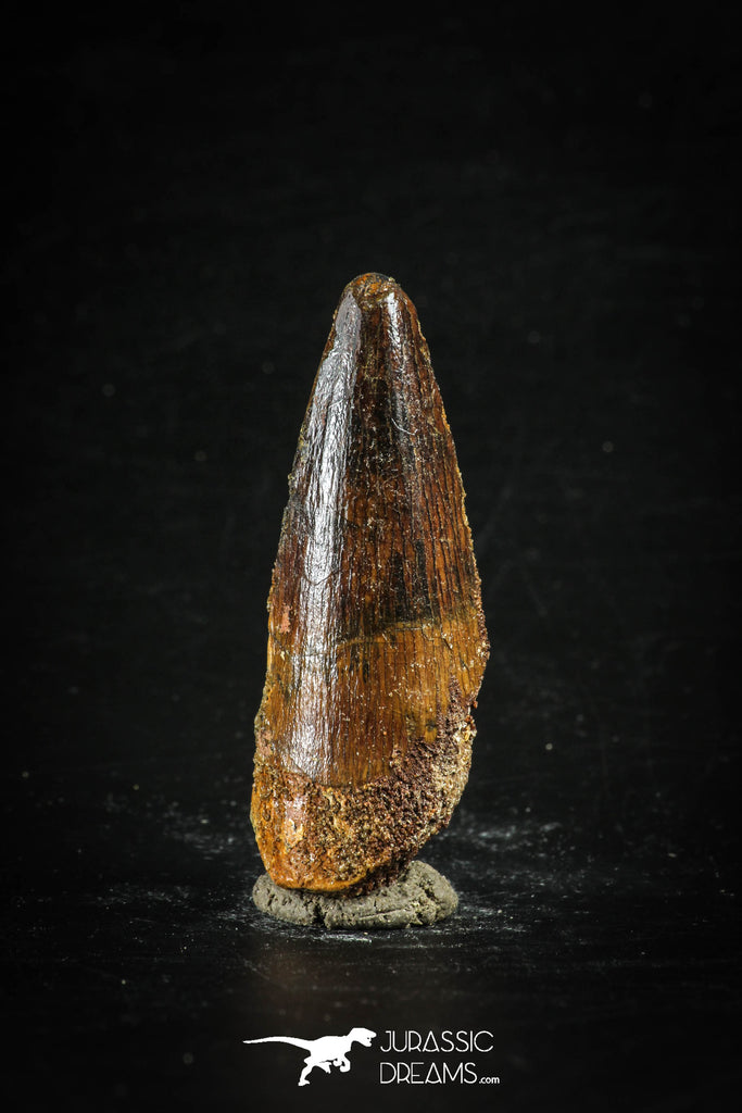 88662 - Top Beautiful 2.03 Inch Spinosaurus Dinosaur Tooth Cretaceous