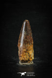 88662 - Top Beautiful 2.03 Inch Spinosaurus Dinosaur Tooth Cretaceous