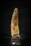 88664 - Top Beautiful 2.26 Inch Spinosaurus Dinosaur Tooth Cretaceous