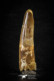 88667 - Top Beautiful 2.89 Inch Spinosaurus Dinosaur Tooth Cretaceous
