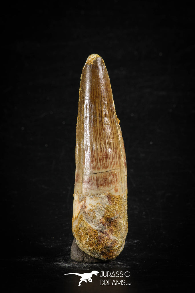 88668 - Top Beautiful 2.56 Inch Spinosaurus Dinosaur Tooth Cretaceous