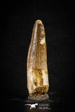 88668 - Top Beautiful 2.56 Inch Spinosaurus Dinosaur Tooth Cretaceous