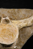 05201 - Top Huge 9.25 Inch Elasmosaurus (Zarafasaura oceanis) Vertebra Bone