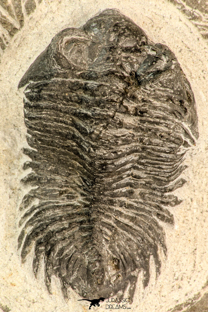 30846 - Top Quality Bug Eyed 2.40 Inch Coltraneia effelesa Middle Devonian